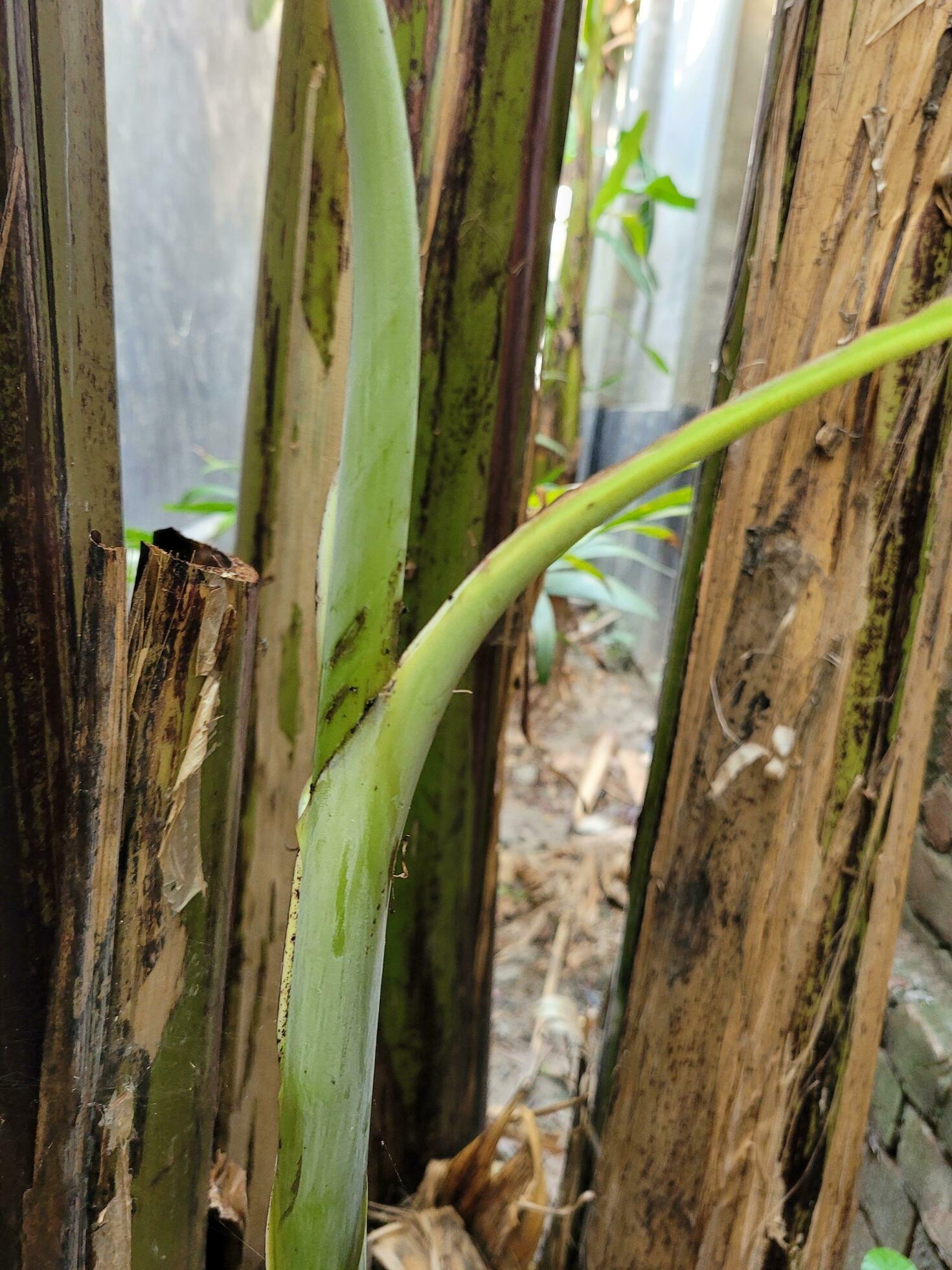 banana tree saplings 24688035 Stock Photo at Vecteezy