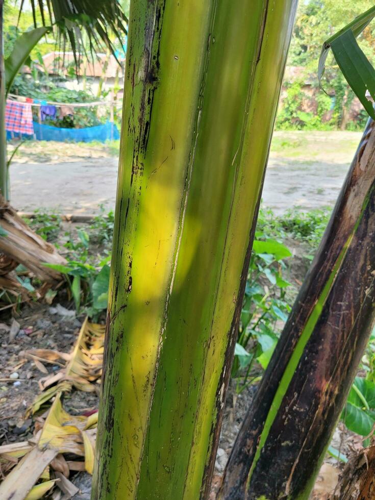 banana tree saplings 24688265 Stock Photo at Vecteezy