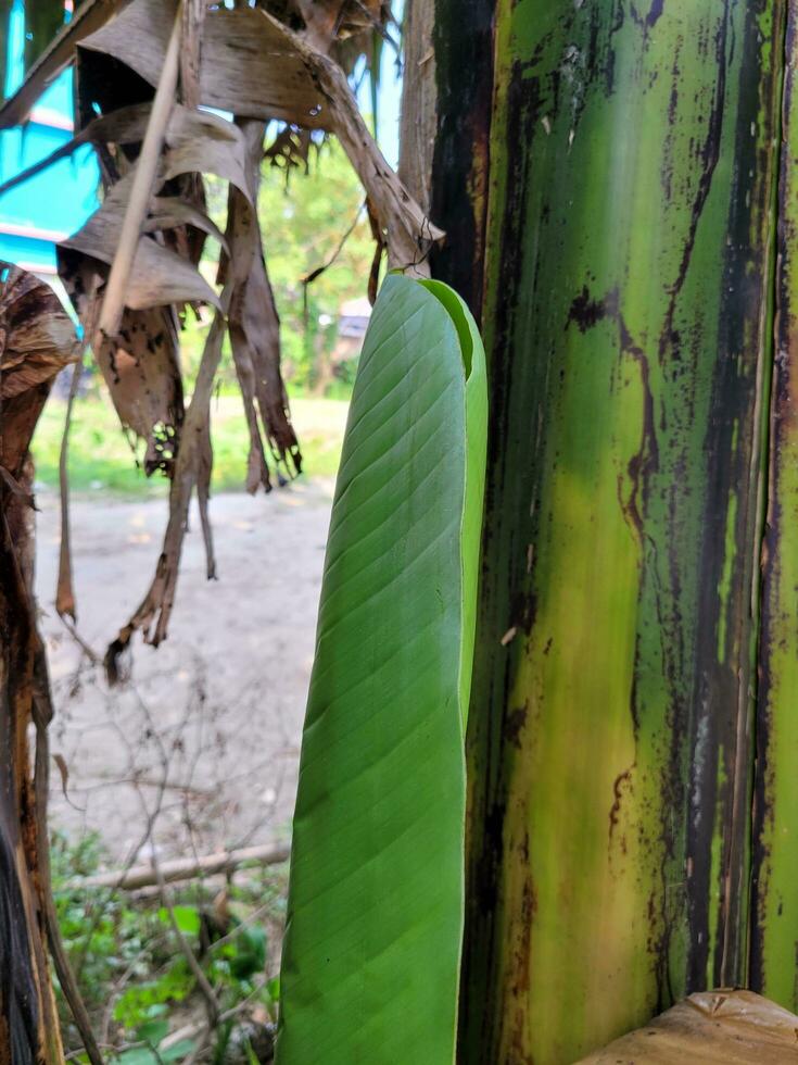 banana tree saplings 24688411 Stock Photo at Vecteezy