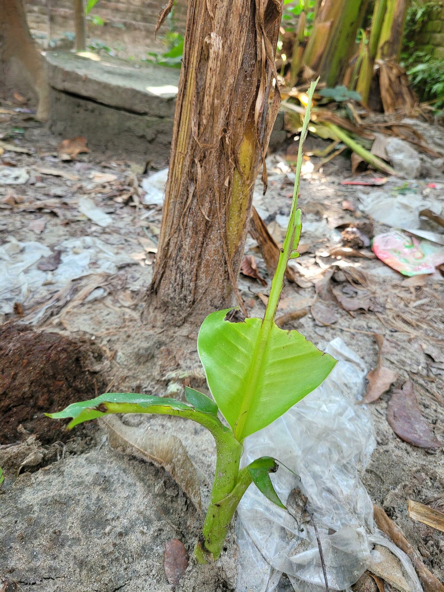 banana tree saplings 24688516 Stock Photo at Vecteezy