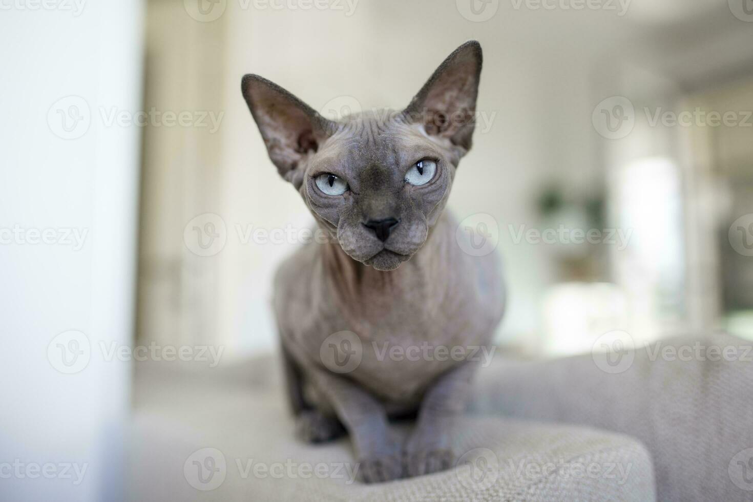 Sphynx cat is in interesting position in his house photo