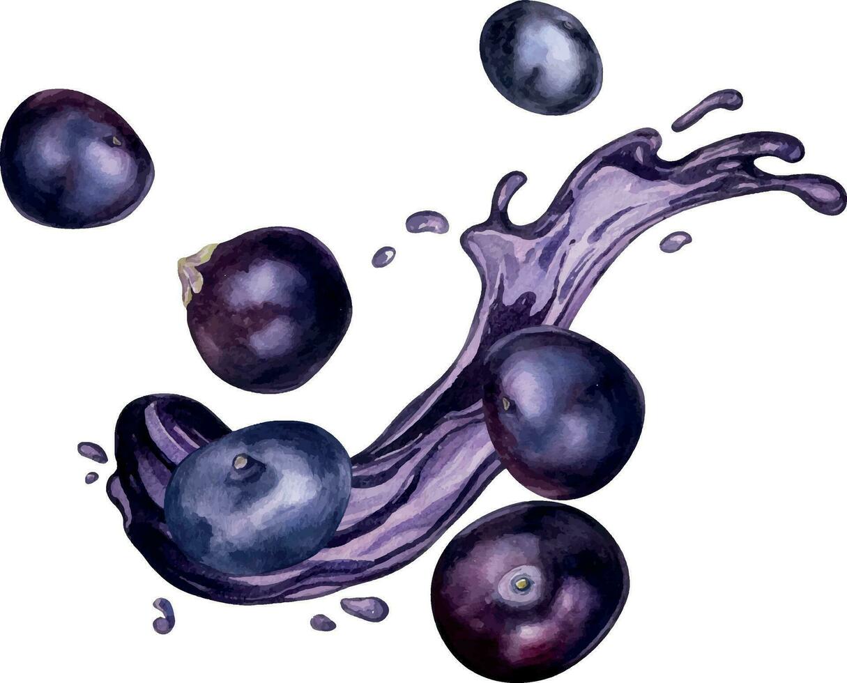 Acai berries on juice splash watercolor illustration isolated on white. Exotic amazon small purple berries, tropical fruit hand drawn. Design element for wrapping, packaging, label, kitchen utensil vector