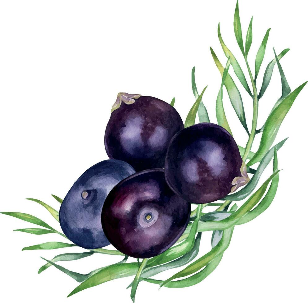Composition of acai berries and palm leaves watercolor illustration isolated on white background. Exotic amazon small purple berries, tropical fruit hand drawn. Design element for packaging, label vector