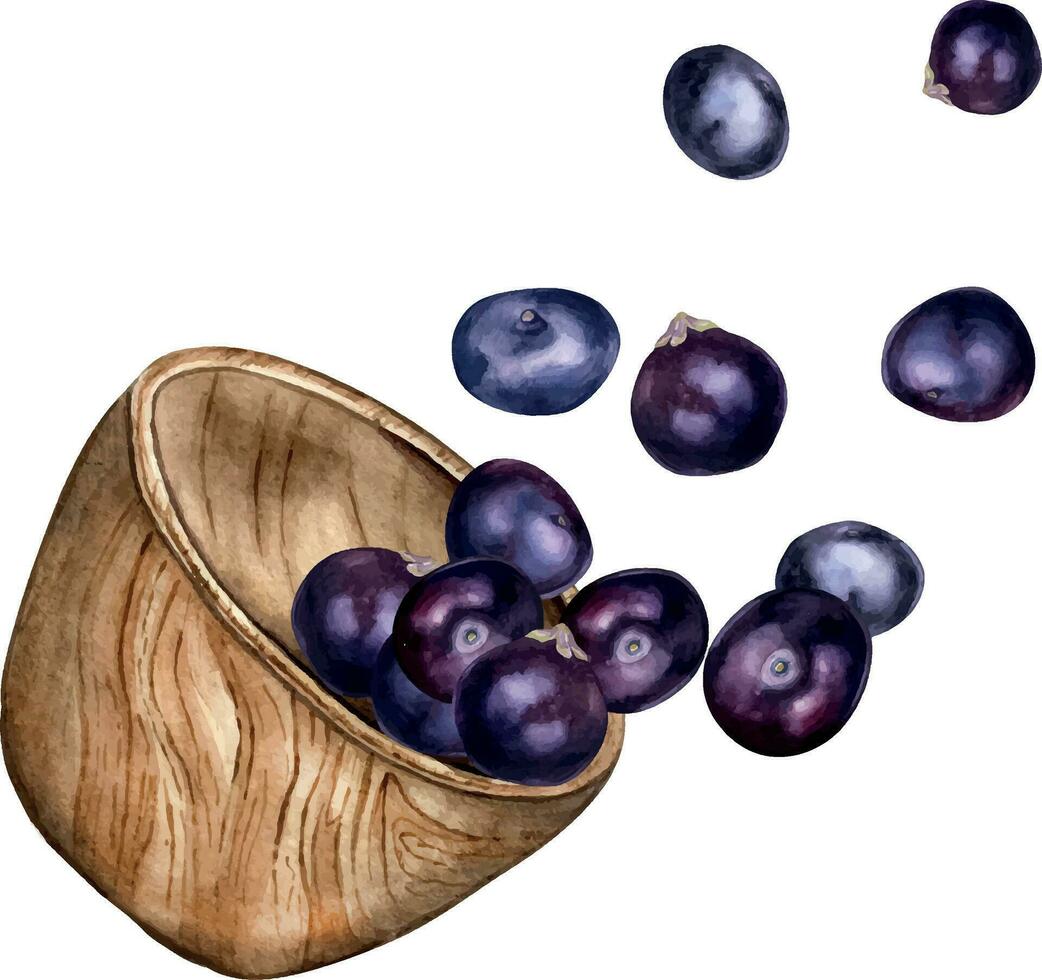 Composition of acai berries in wooden bowl watercolor illustration isolated on white. Exotic amazon small purple berries in a circle deep plate hand drawn. Design element for packaging vector