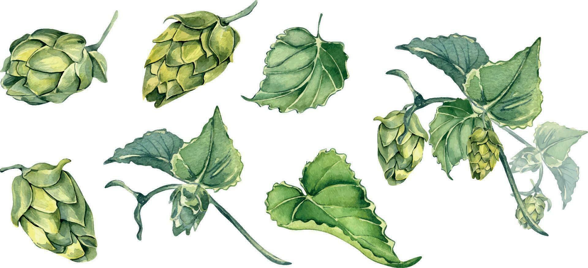 conjunto de salto conos y hojas acuarela ilustración aislado en blanco antecedentes. humulus planta, desayuno tardío de brincar, vino mano dibujado. elementos para cerveza etiqueta, festival, S t patricks día, octubrefest vector