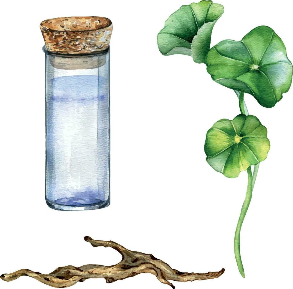Centella asiatica, glass flask, wooden branch watercolor illustration isolated on white. Pennywort, gotu kola herbal plants, cola, driftwood hand drawn. Design element for package, label, wrapping vector
