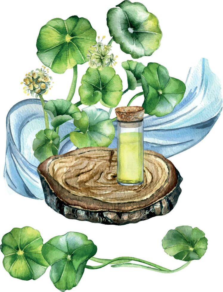 Centella asiatica, essential oils on wooden stand watercolor illustration isolated on white. Pennywort, gotu kola herb, water splash, wave form hand drawn. Design element for package, label, wrapping vector