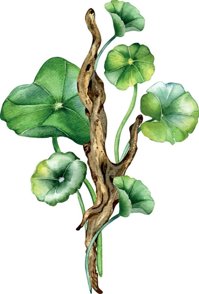 Centella asiatica, wooden branch composition watercolor illustration isolated on white. Pennywort, gotu kola herbal plants, cola, driftwood hand drawn. Design element for package, label, wrapping vector