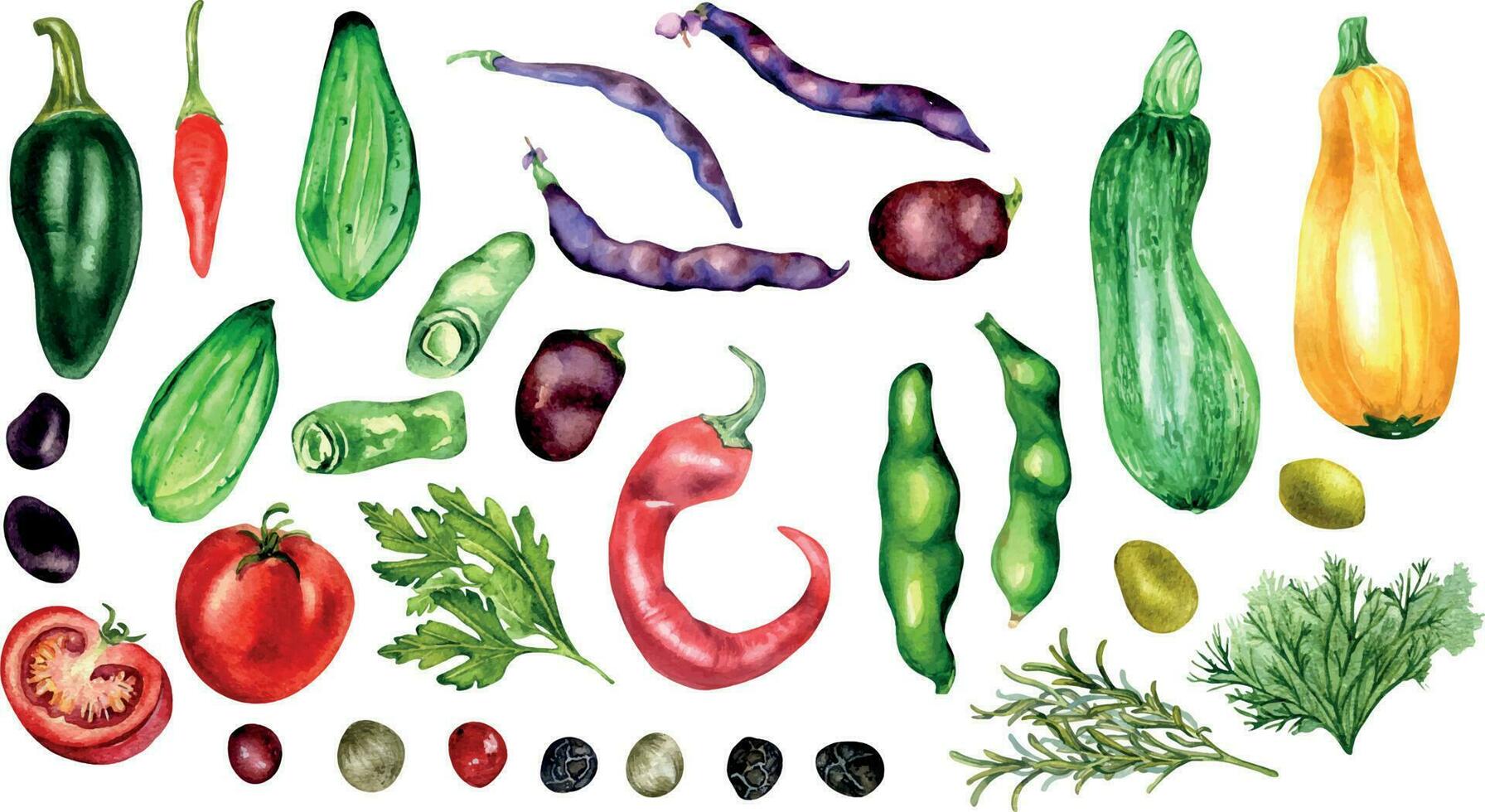 Set of tomato, cucumber, hot peppers and beans watercolor illustration isolated on white. Jalapeno, squash, zucchini, tabasco, parsley, rosemary hand drawn. Elements for menu, cookbook, package vector