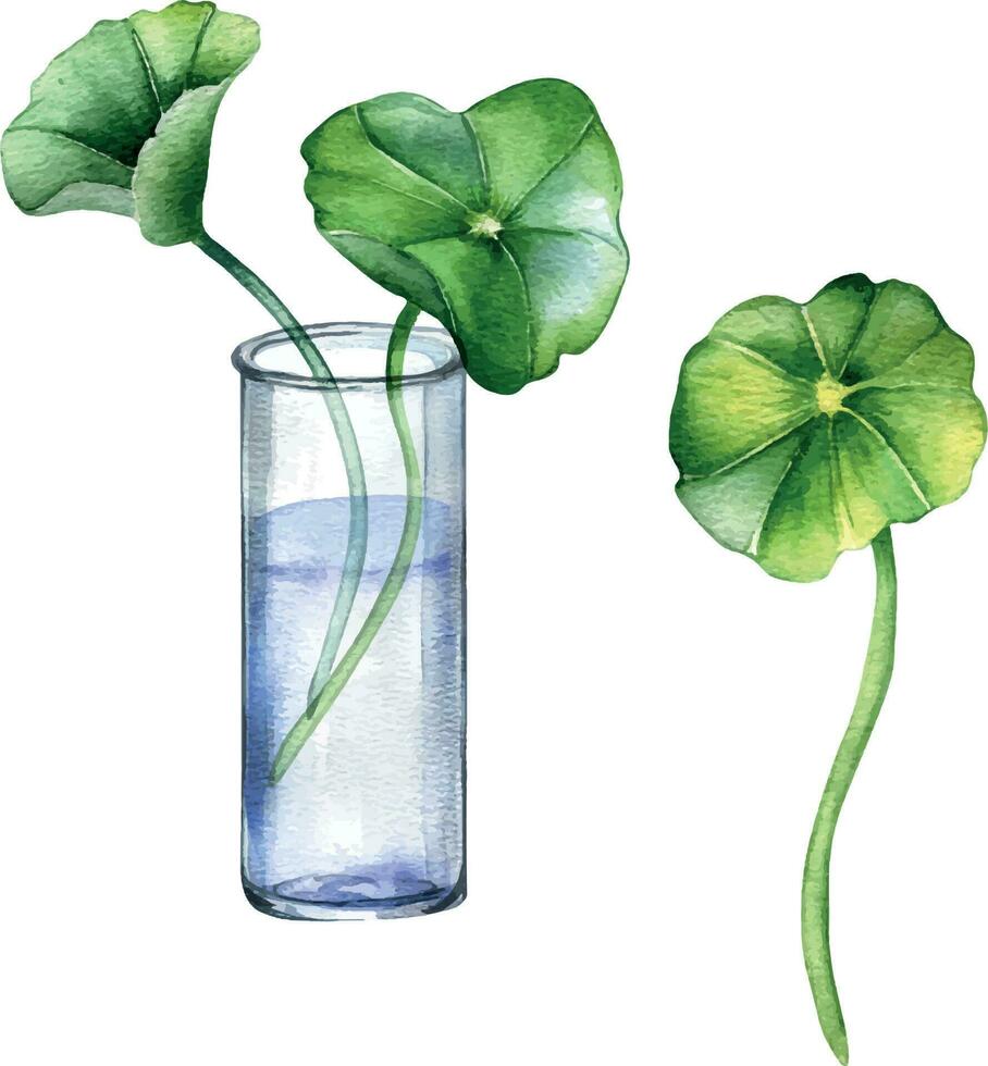 Centella asiatica, glass flask watercolor illustration isolated on white. Pennywort, gotu kola herbal plants hand drawn. Design element for package, label, wrapping, herbal plants collection vector