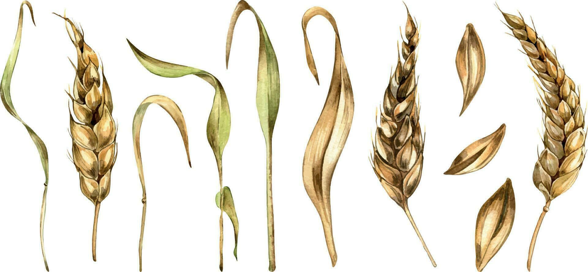 Set of wheat ear, dryed stalk, grains watercolor illustration isolated on white background. Spikelet of rye, oat hand drawn. Design element for advertising, beer festival, packaging, label, bakery vector