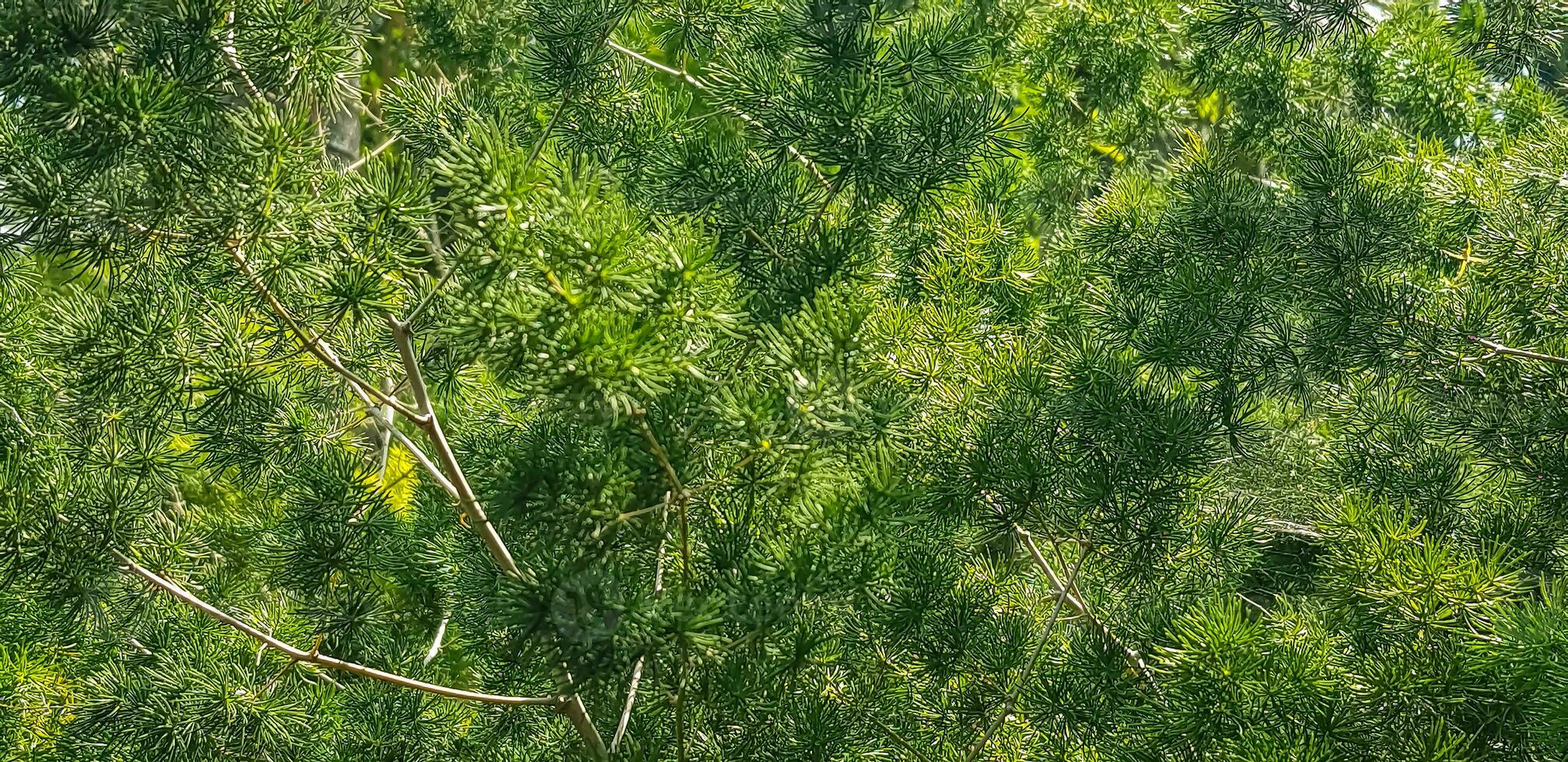 pine tree leaves, Fir tree lunch close up. Shallow focus. Brunch of fluffy fir trees close up. Christmas wallpaper concept. Copy space. photo