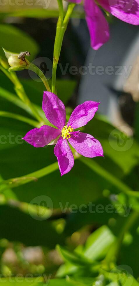 Talinum fruticosum flower, commonly known as Ceylon spinach, waterleaf, cariru, Gbure, Surinam purslane, Philippine spinach, Florida spinach, potherb fameflower, Lagos bologi, and sweetheart photo