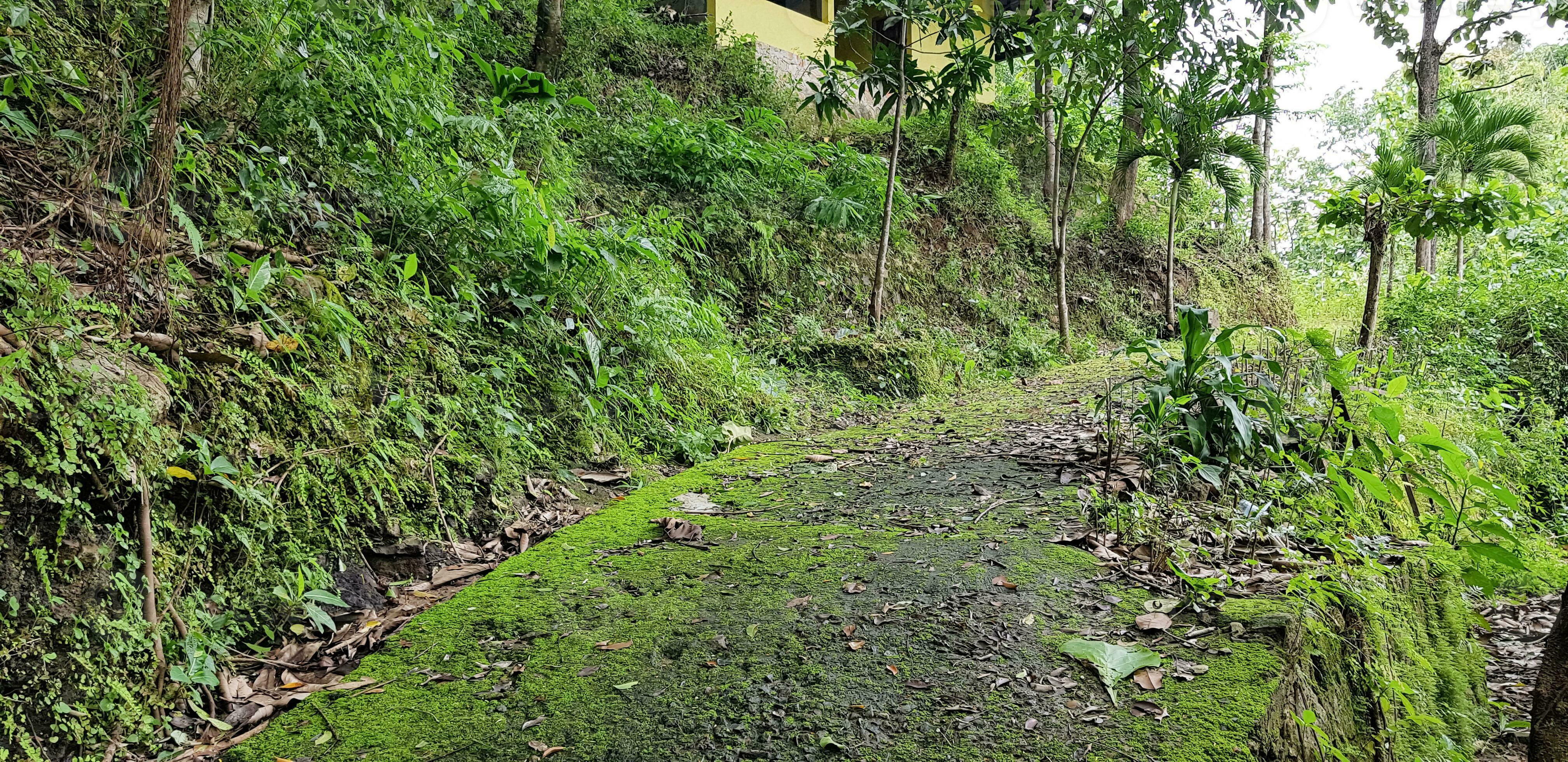 Fotografia Asian rainforest jungle - em