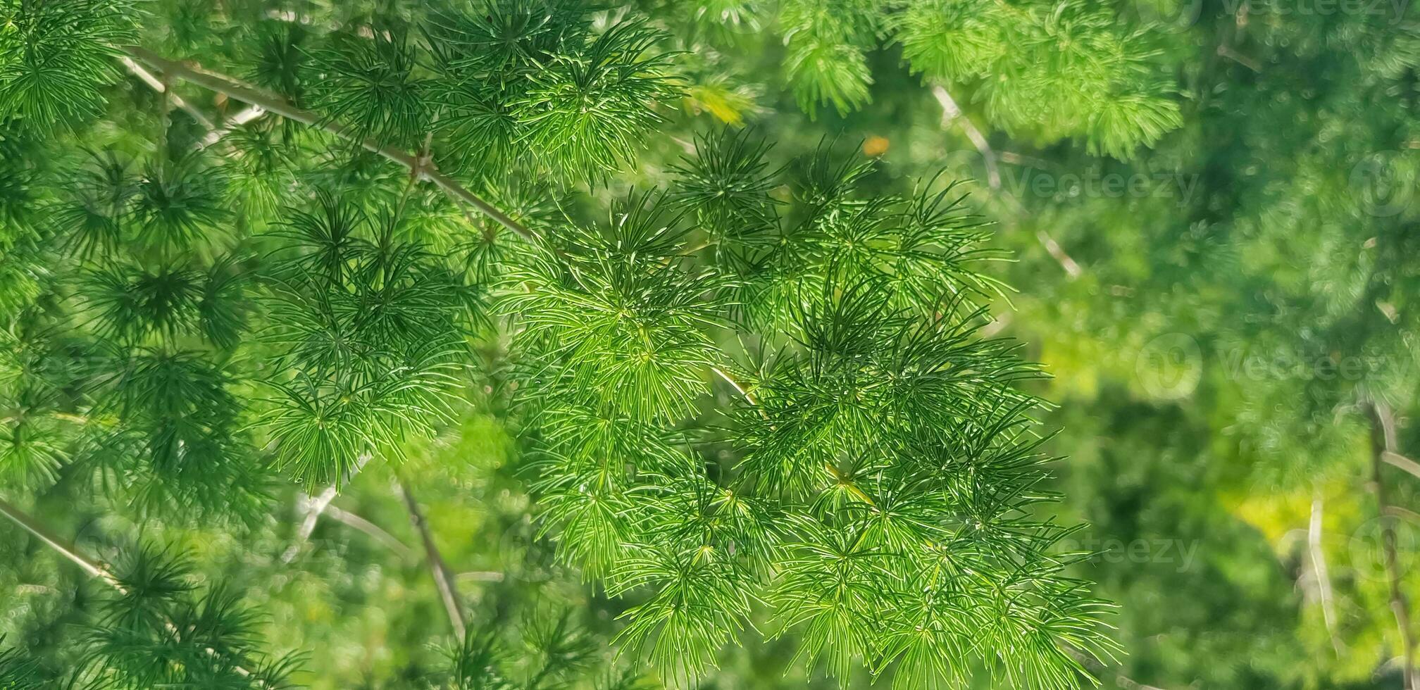 pine tree leaves, Fir tree lunch close up. Shallow focus. Brunch of fluffy fir trees close up. Christmas wallpaper concept. Copy space. photo