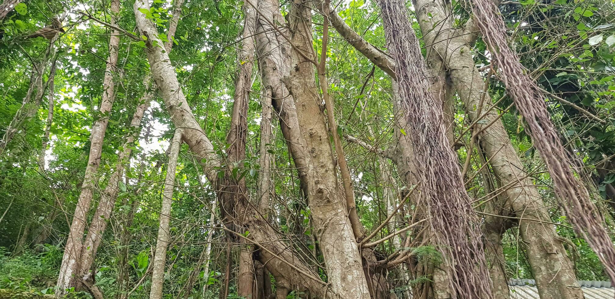 Southeast Asian tropical forest, rain forest, jungle in asia, damp forest, green rainforest Scary fairy tale looking forest photo