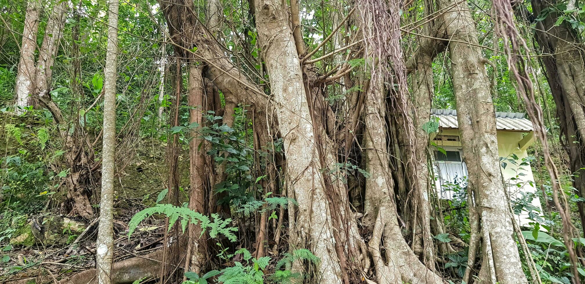 Southeast Asian tropical forest, rain forest, jungle in asia, damp forest, green rainforest Scary fairy tale looking forest photo