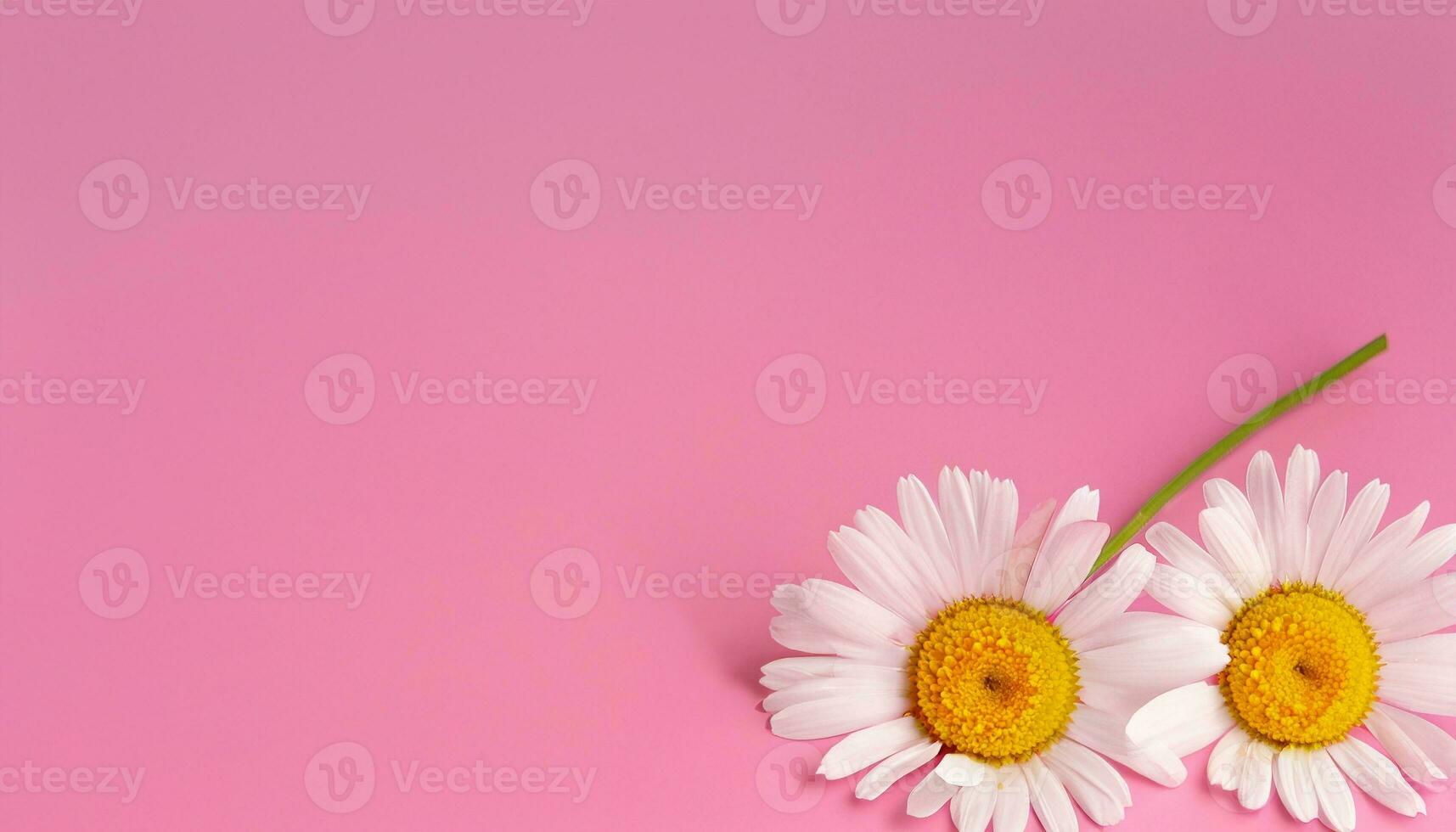 Flower with text space photo