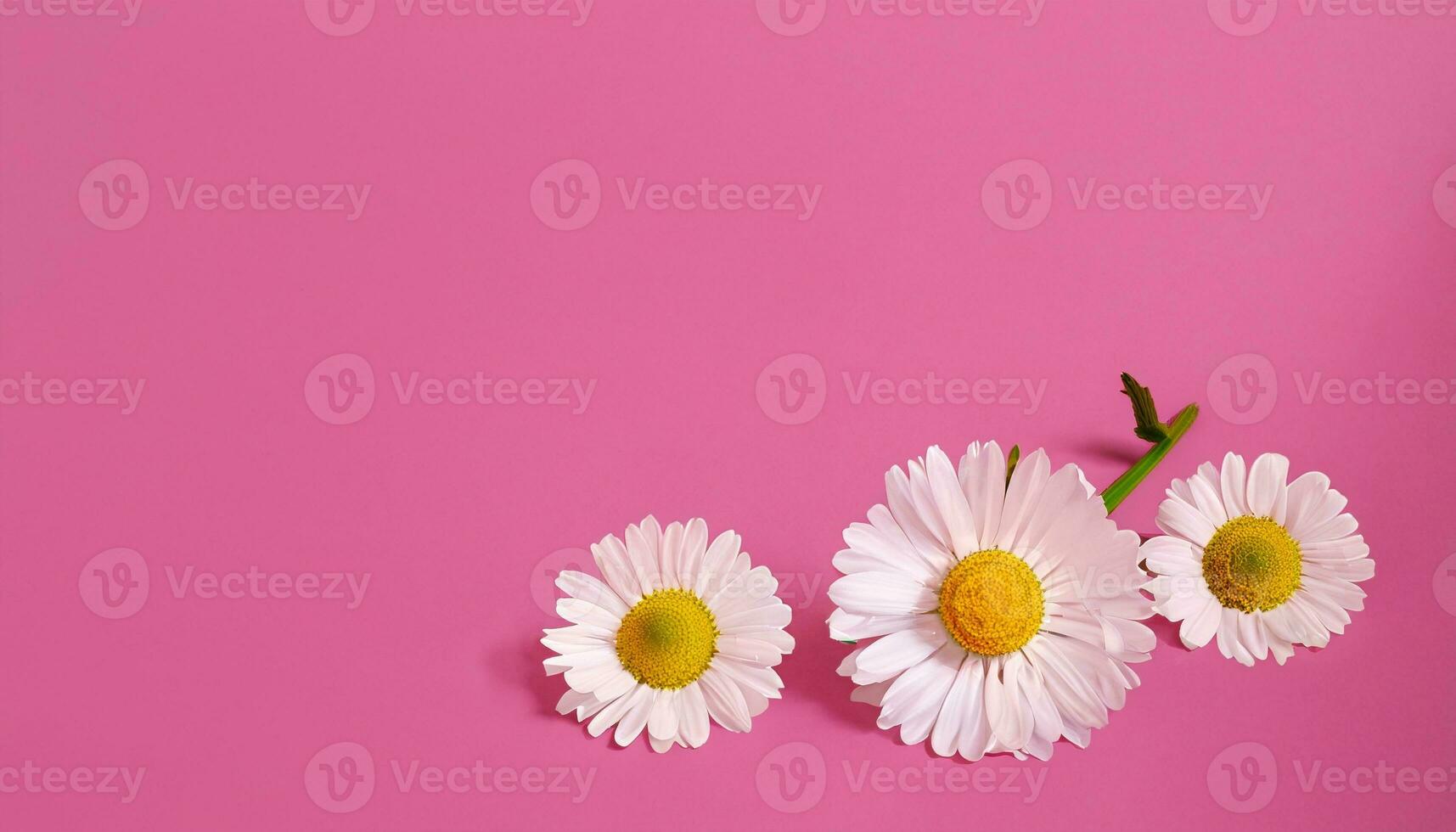 Flower with text space photo