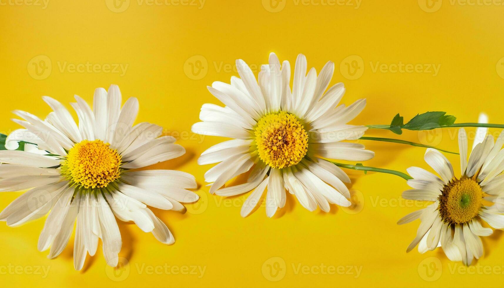 Flower with text space photo