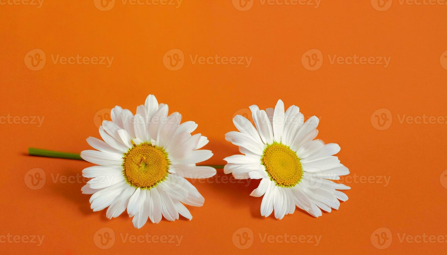 Flower with text space photo