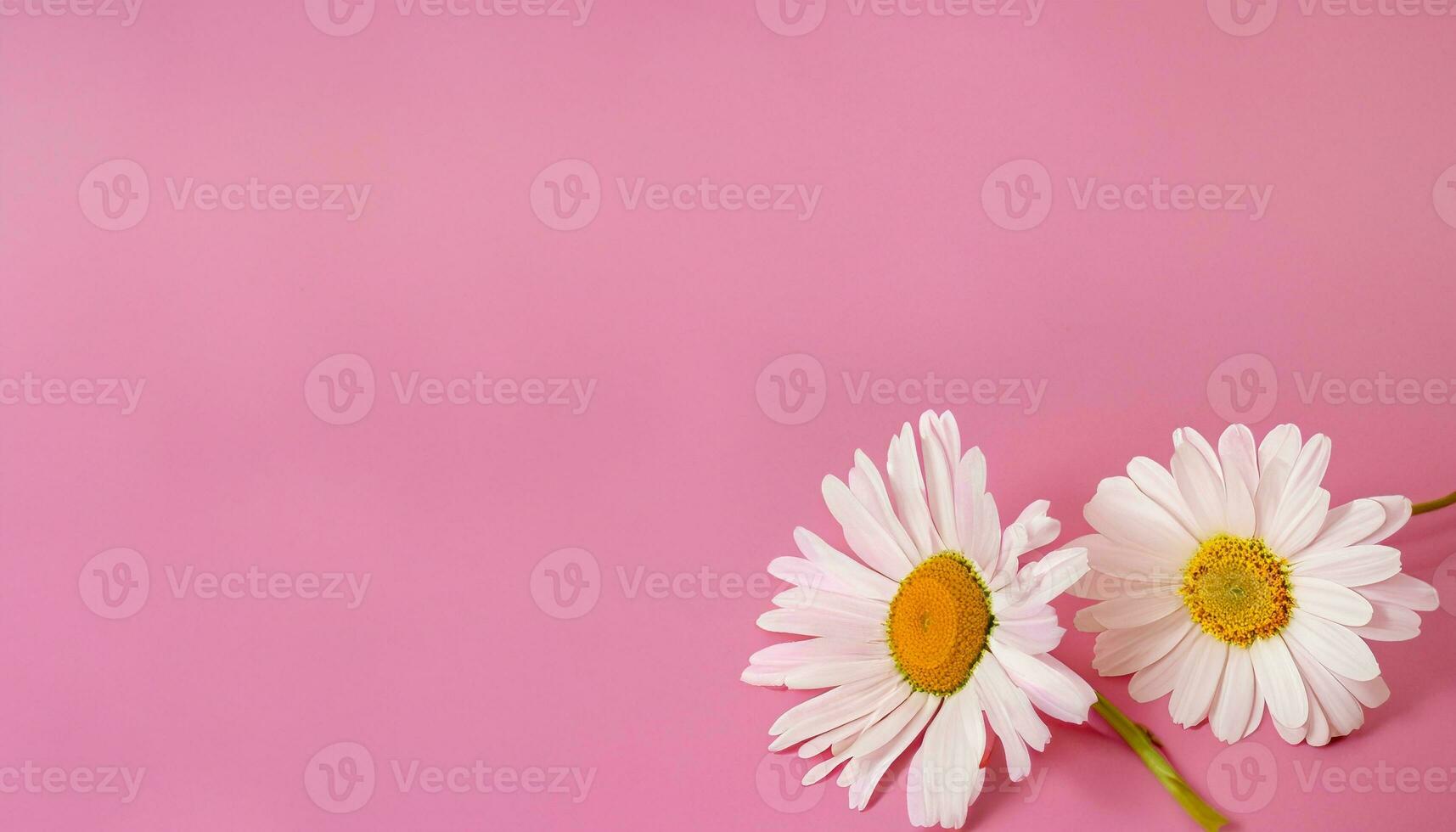 Flower with text space photo