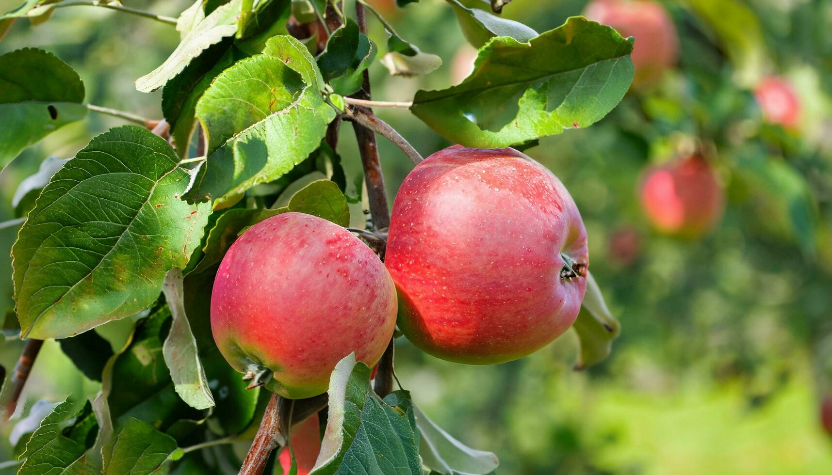 Apple fruits red photo