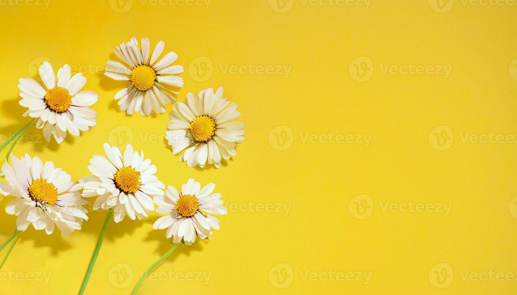 Flower with text space photo