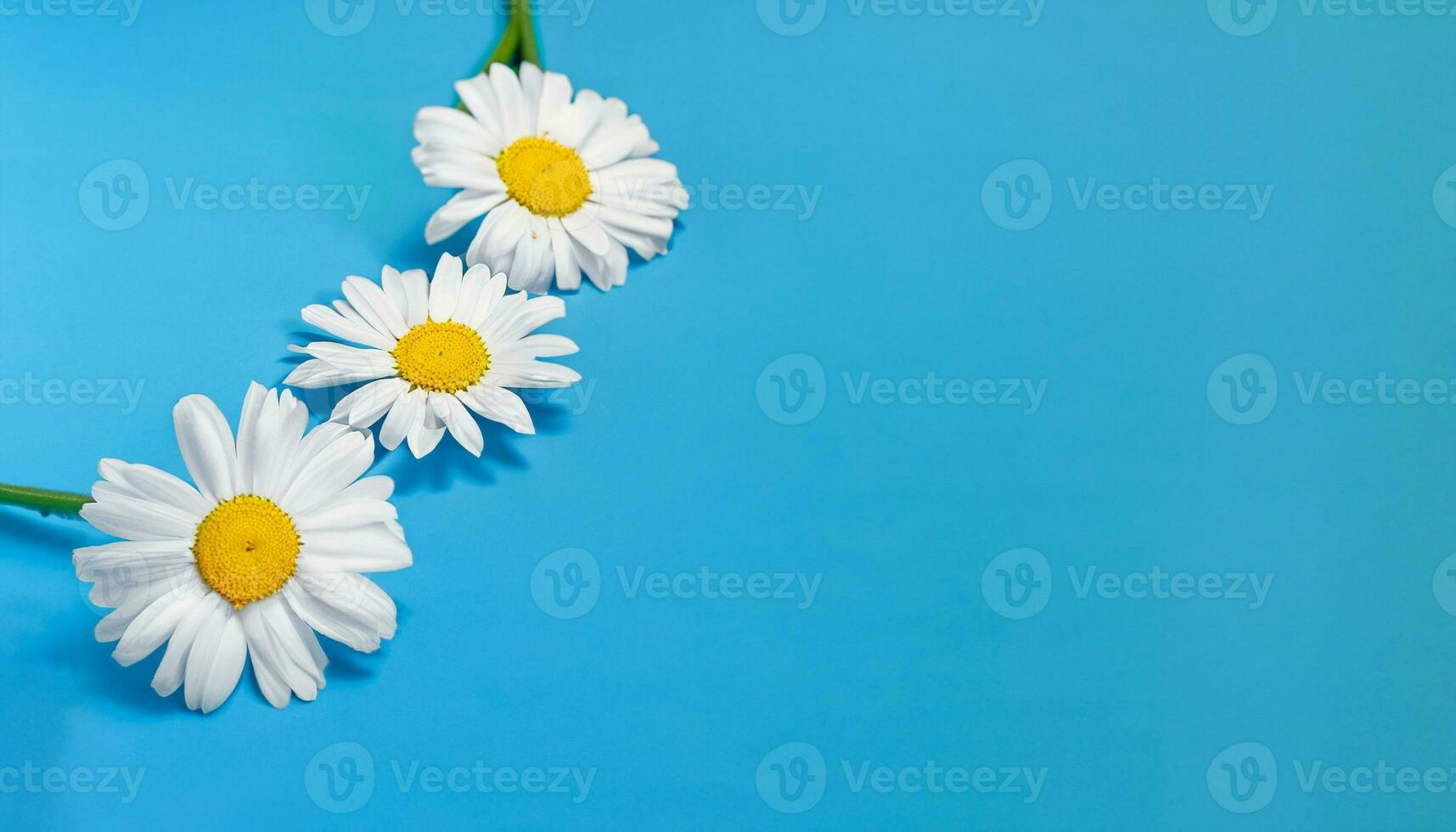 Flower with text space photo