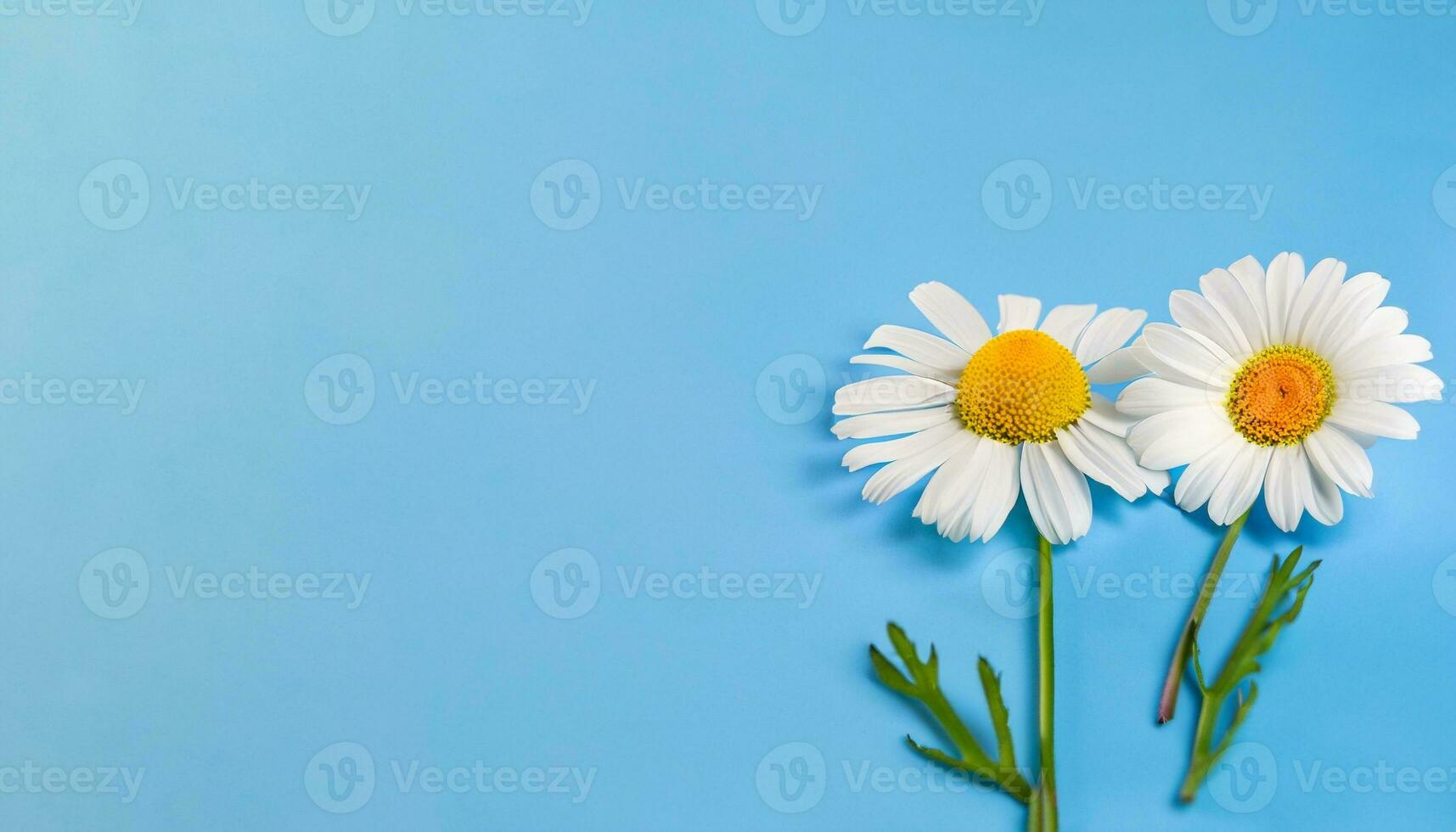 Flower with text space photo