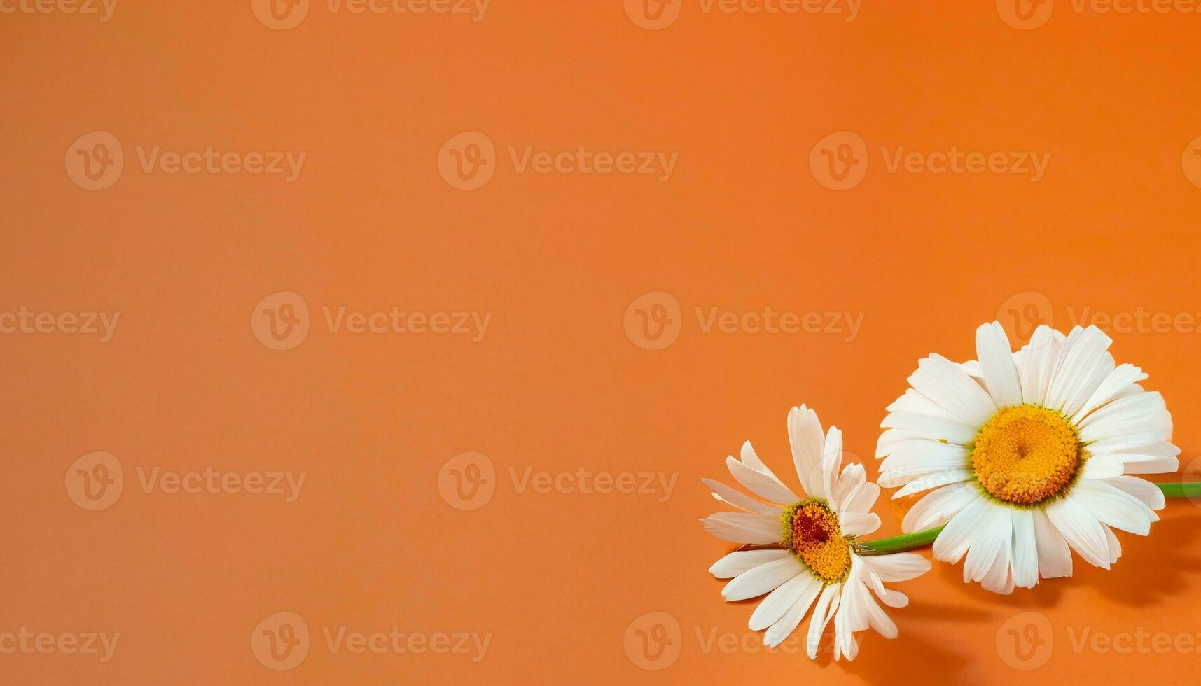 Flower with text space photo