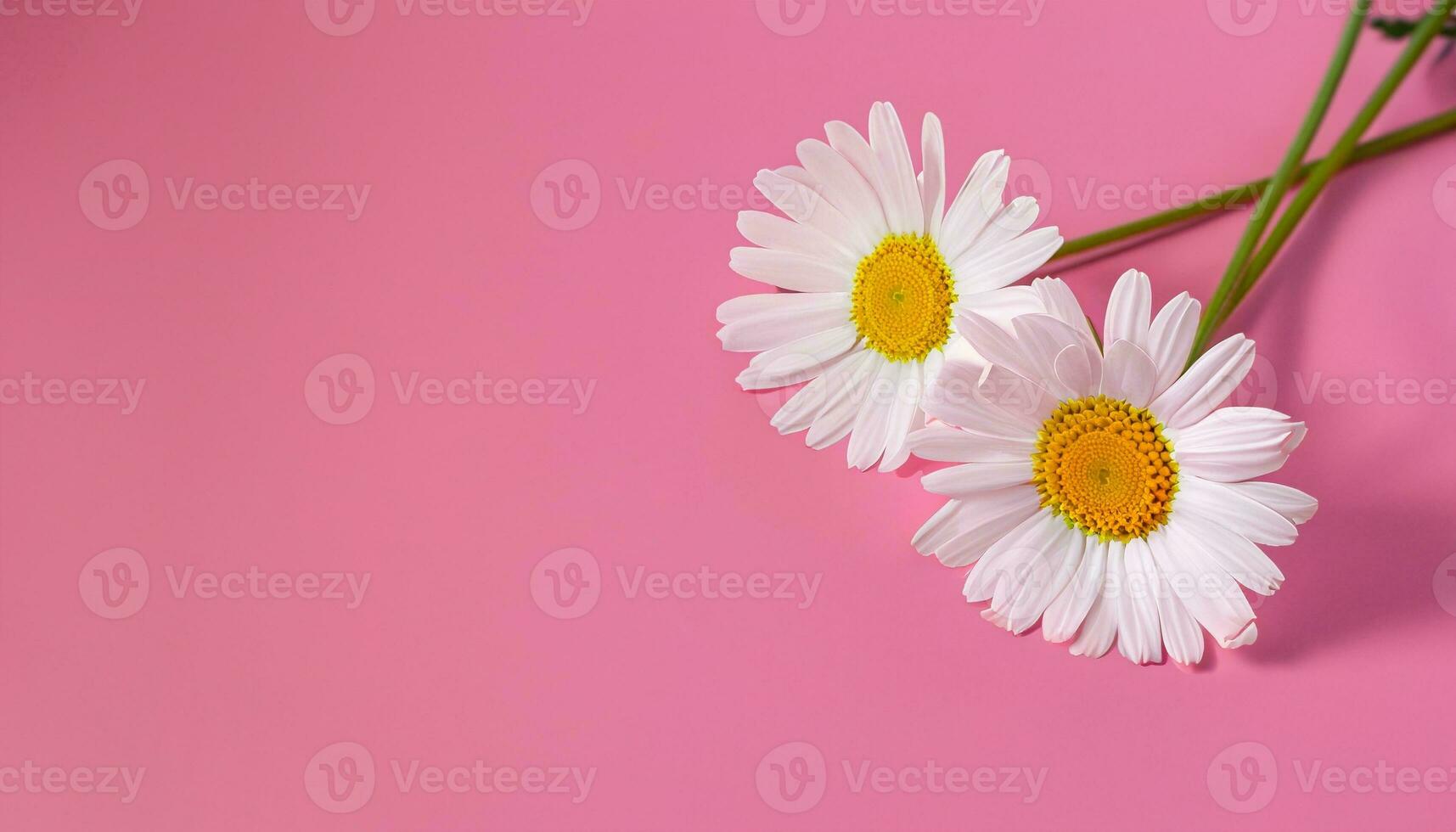 Flower with text space photo