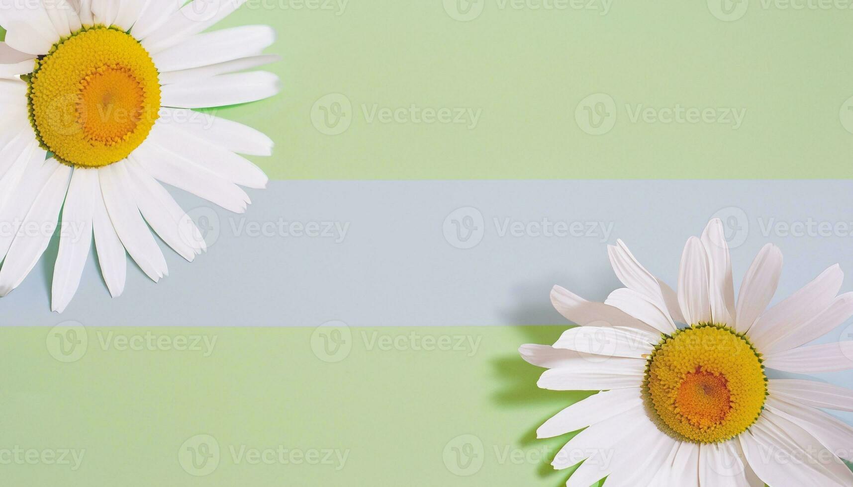 Flower with text space photo