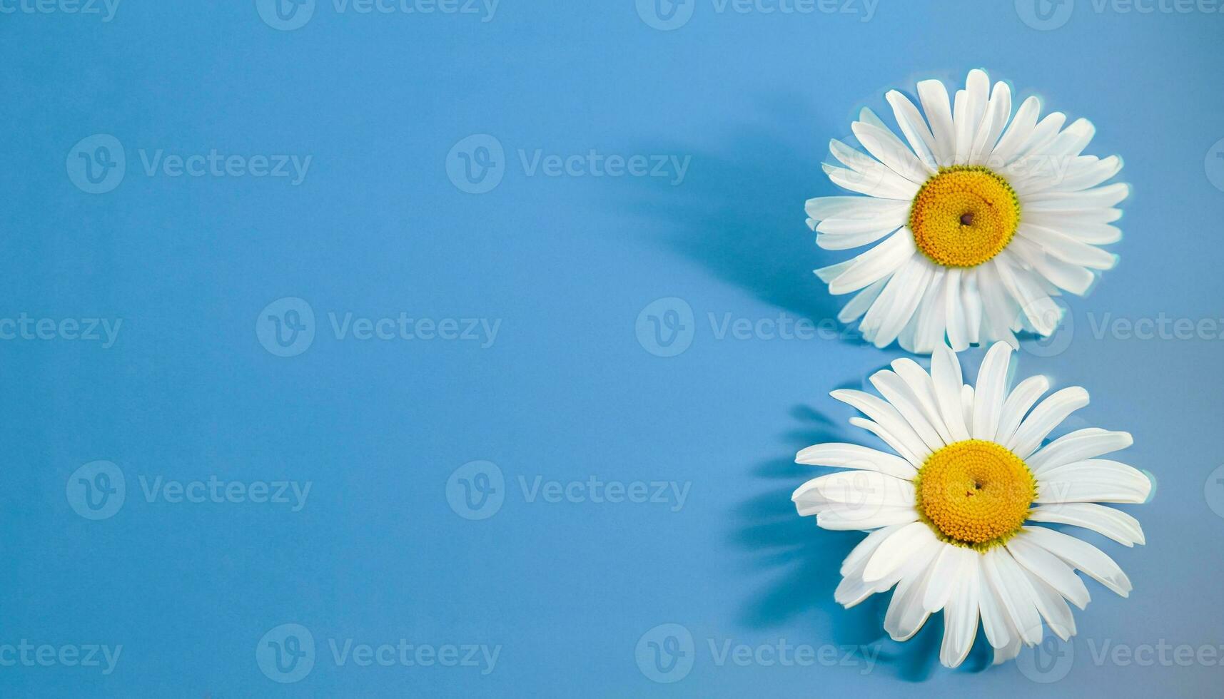 Flower with text space photo