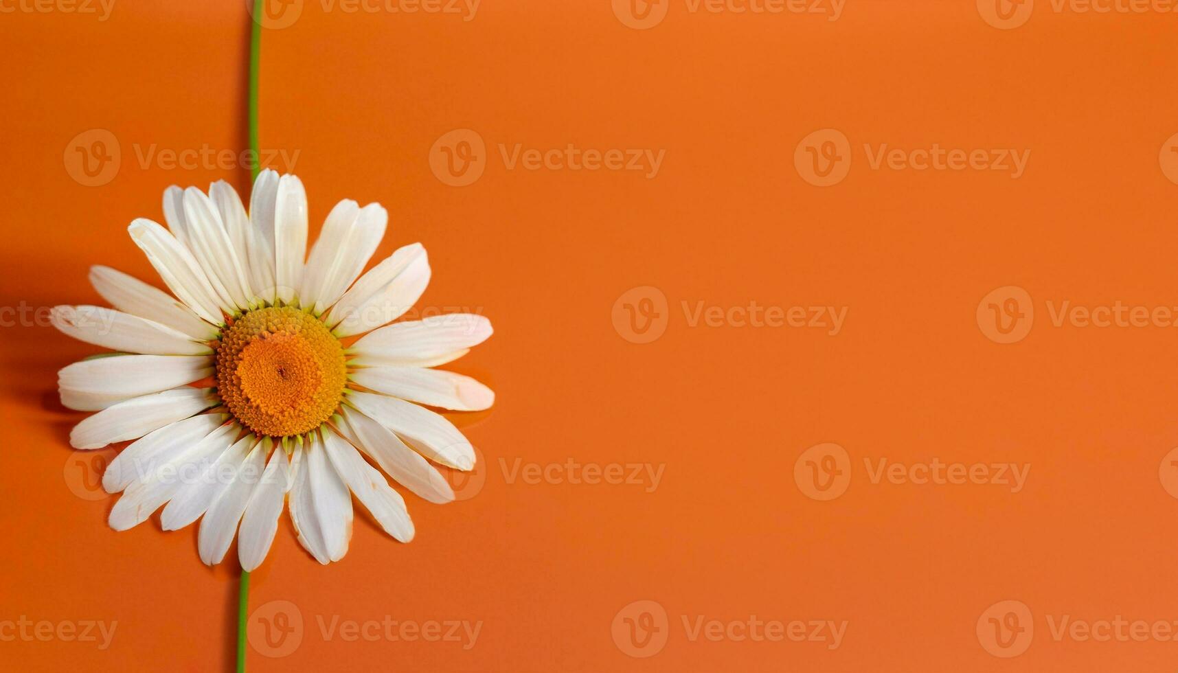 Flower with text space photo
