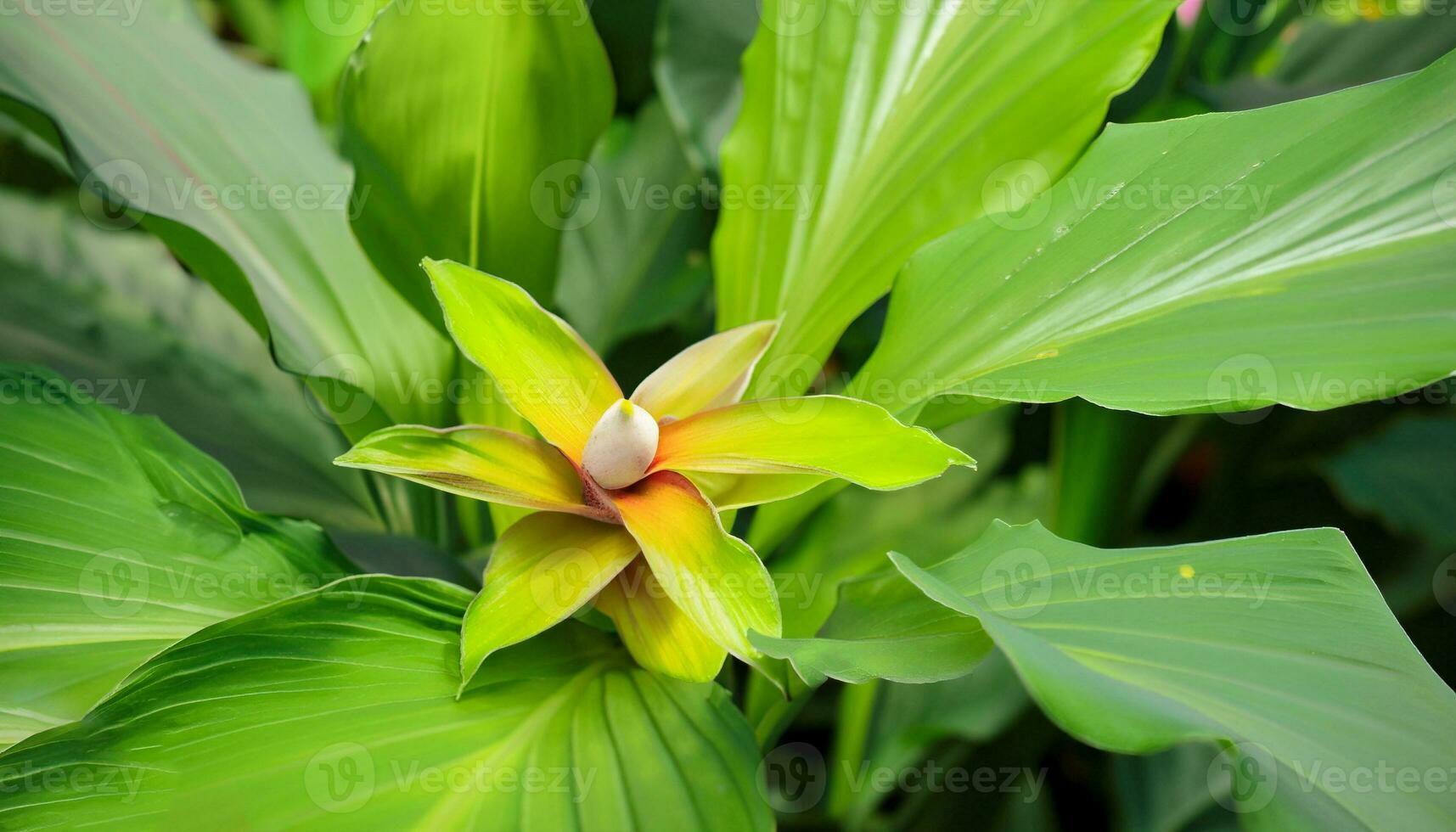 Turmeric Powder Fresh photo