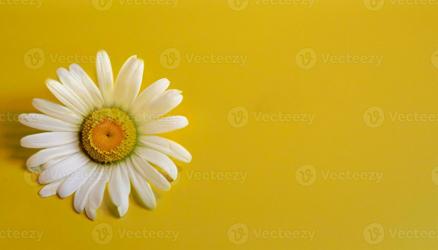 Flower with text space photo