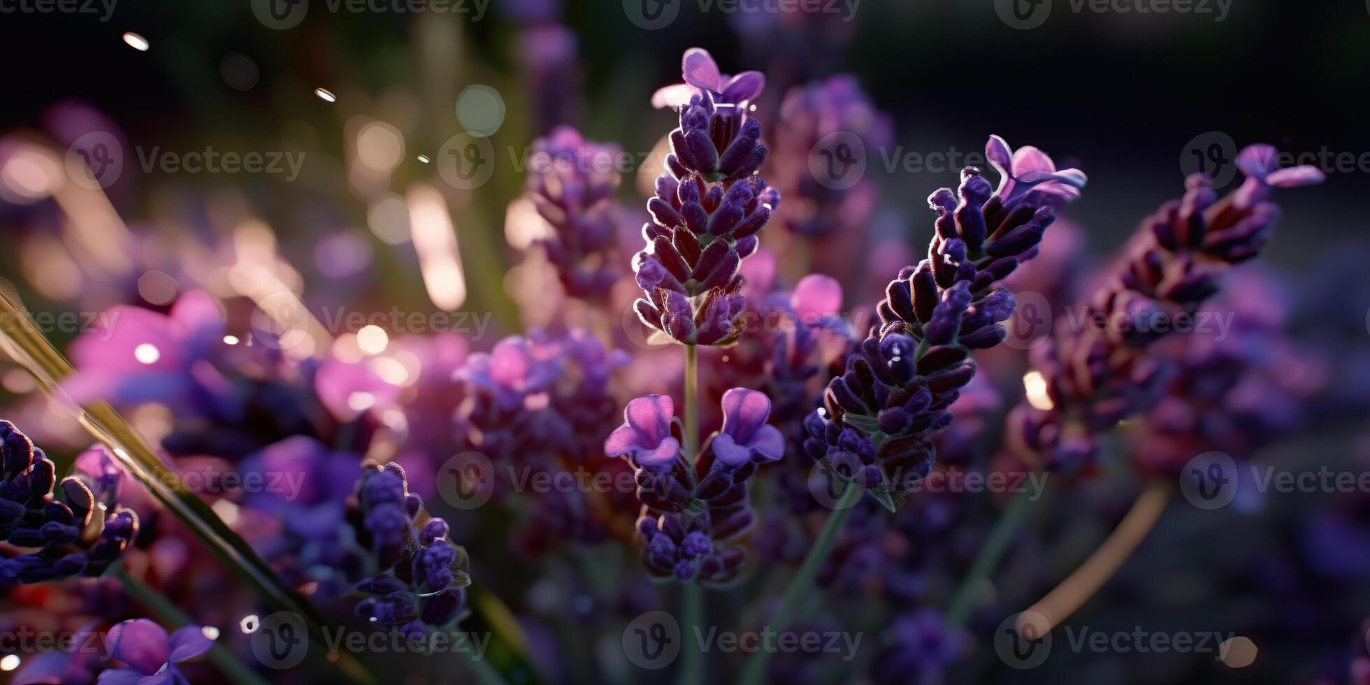 . . Lavender plant flower macro shot photo illustration. Graphic Art