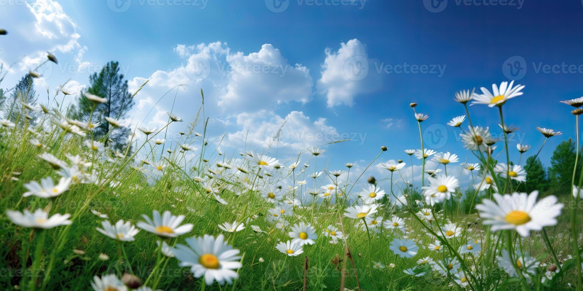 . . Wild daisies in the grass with a blue sky photo realistic illustration. Romantic
