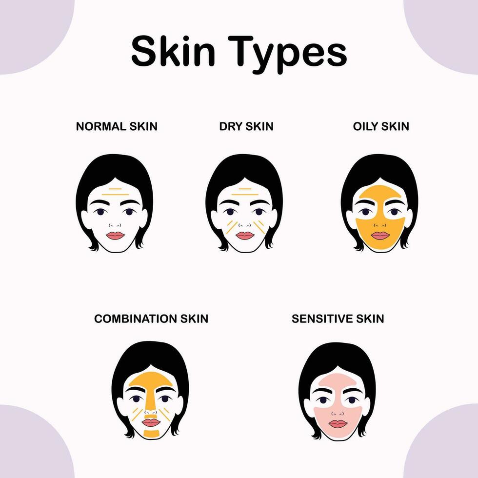 Modern Vector of Skin Types Normal, Dry, Combination, Oily, Sensitive