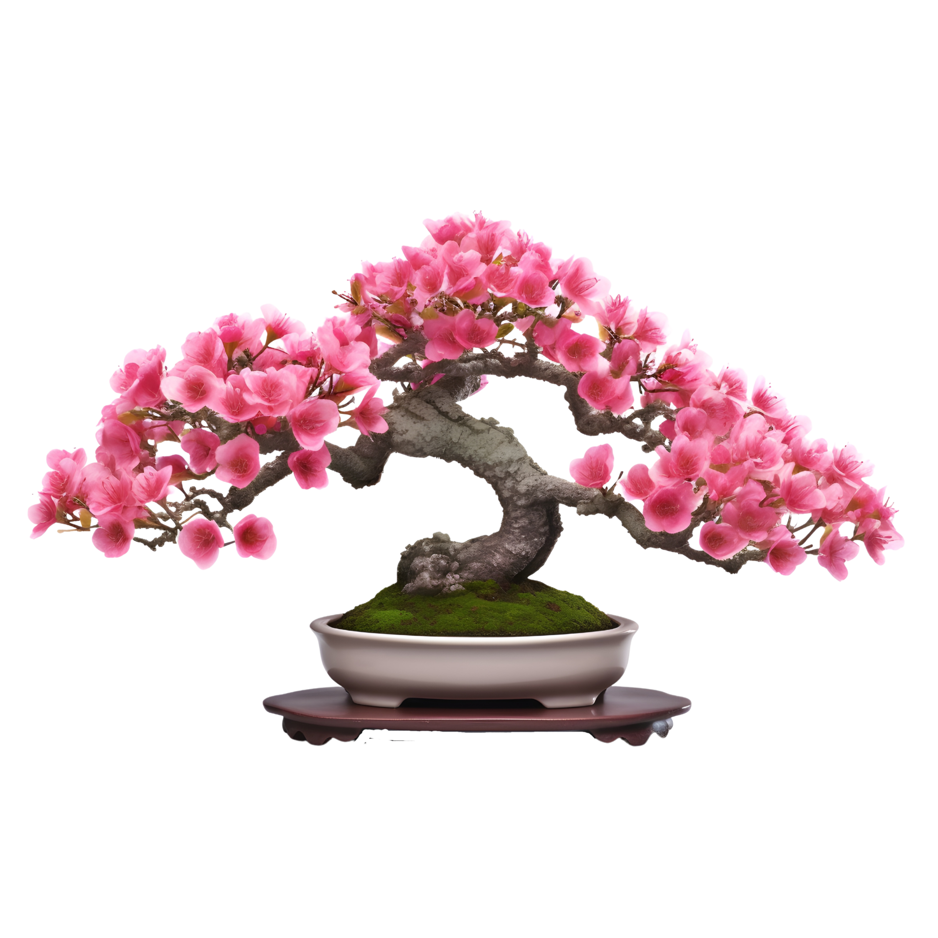 Rhododendron indicum Osakazuki as bonsai tree with pink flowers