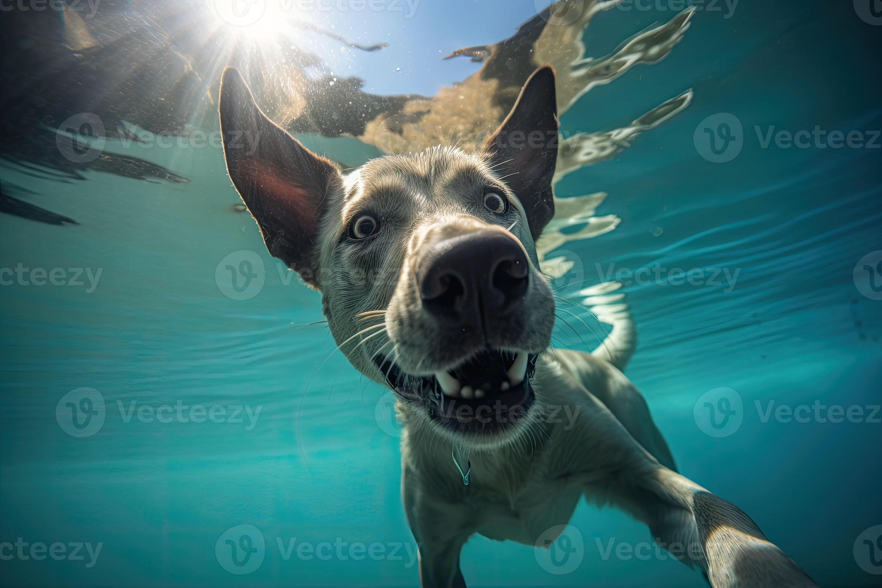 Underwater funny photo of dog, dive deep down. Summer vacation with pet