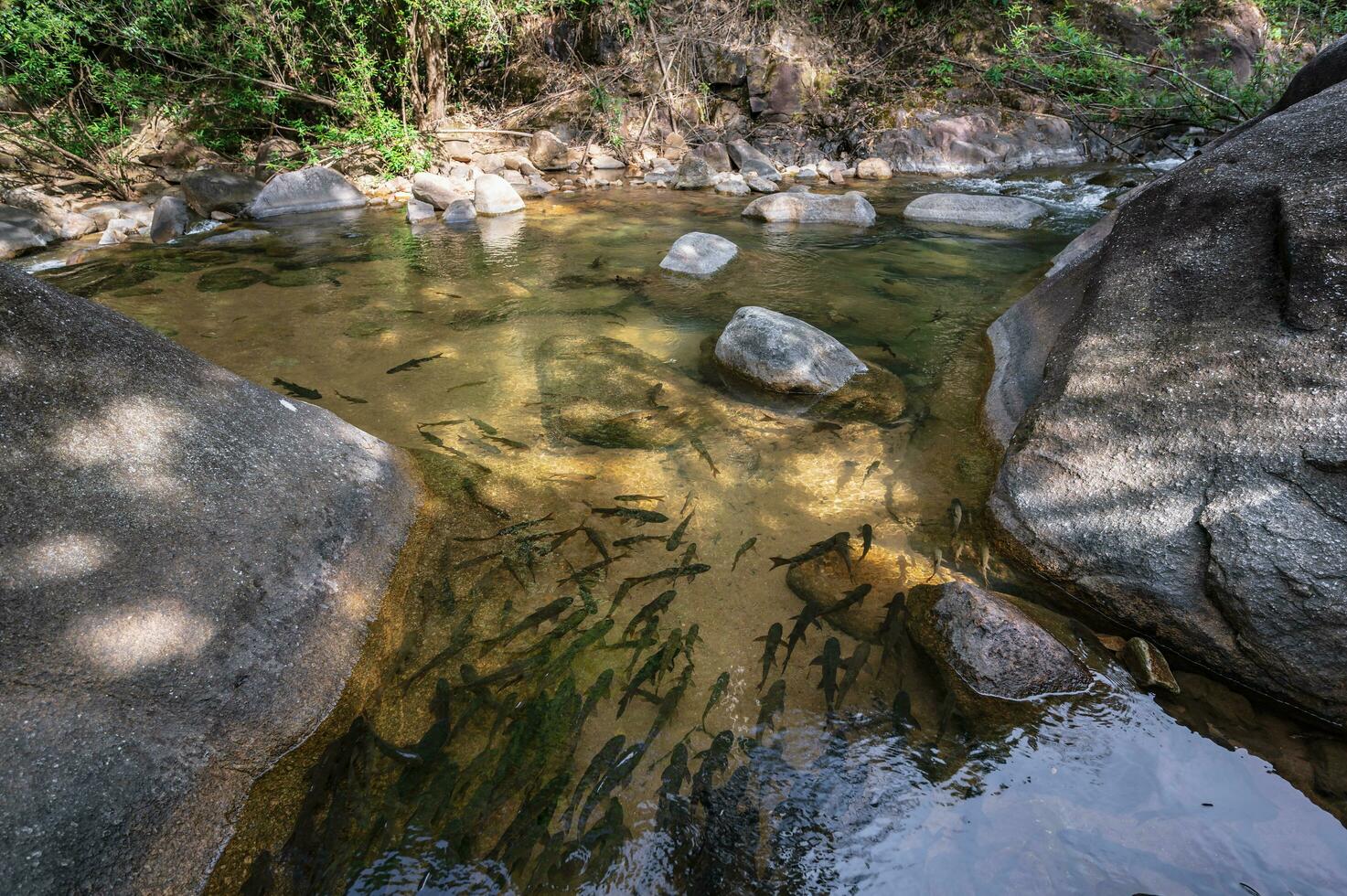 Beautiful landscape view in deep forest at namtok phlio National Park chanthaburi thailand. photo