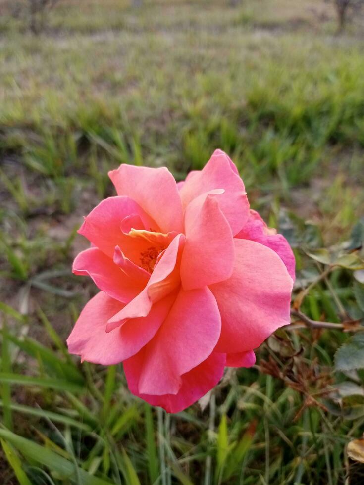 Awesome pink color rose. Beautiful rose blossoms in nature photo