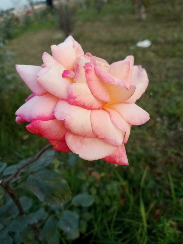Awesome pink color rose. Beautiful rose blossoms in nature photo