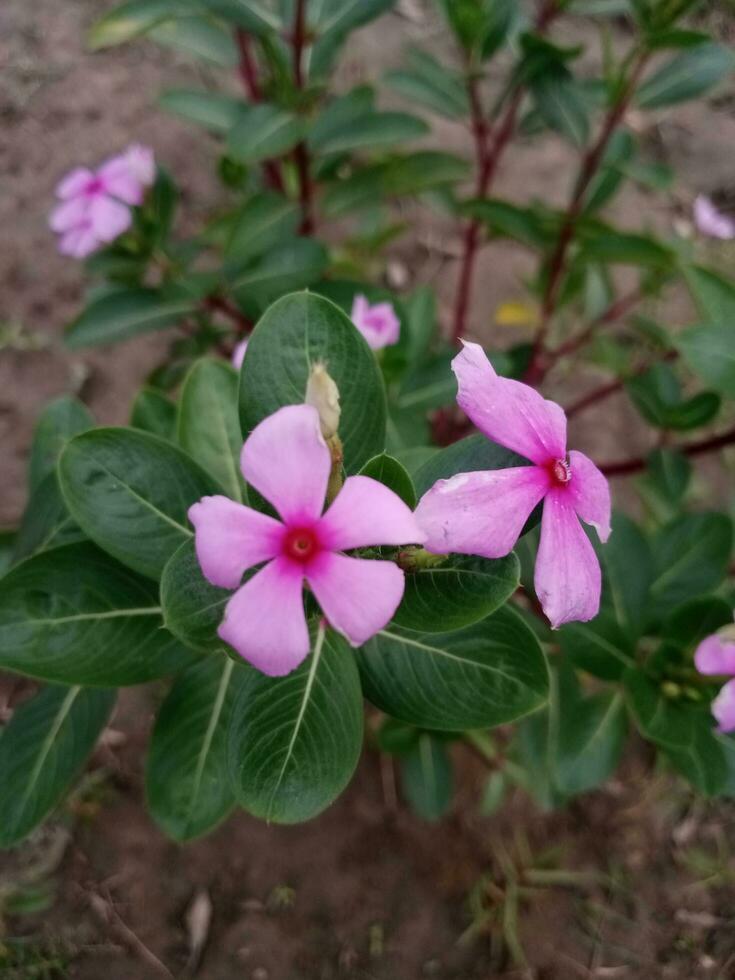 Colorful flower. Blossom flower natural beauty photo