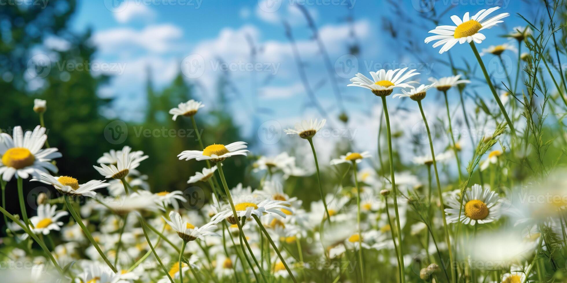. . Wild daisies in the grass with a blue sky photo realistic illustration. Romantic