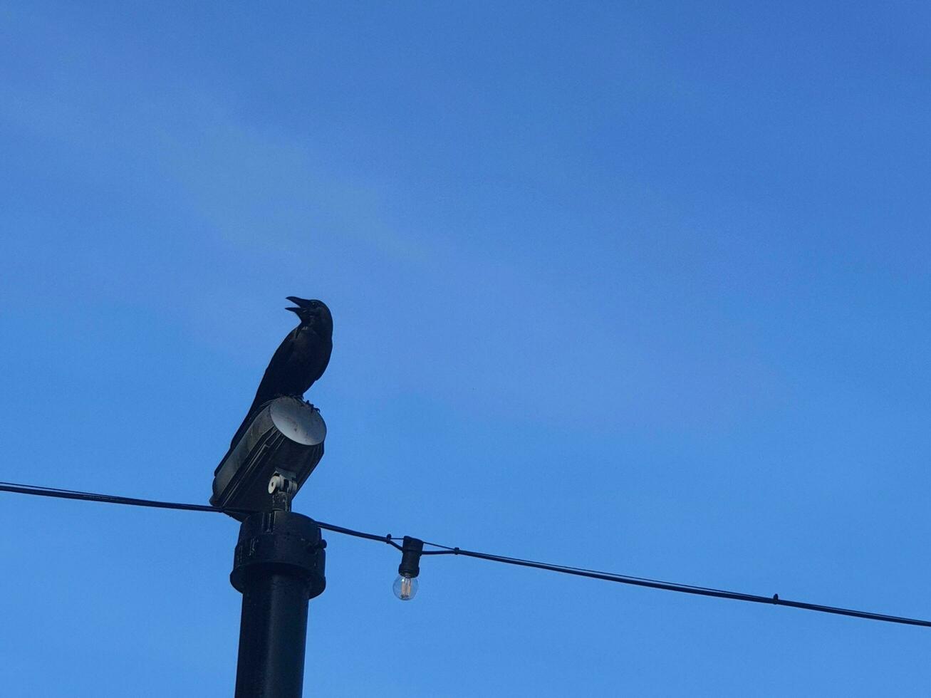 A black crow in the Dataran Putra Jaya , Malaysia photo