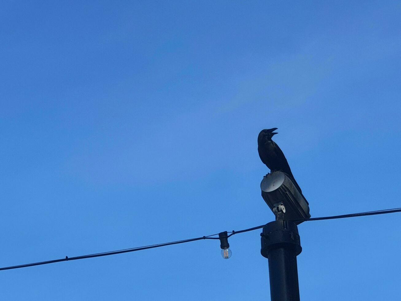 A black crow in the Dataran Putra Jaya , Malaysia photo