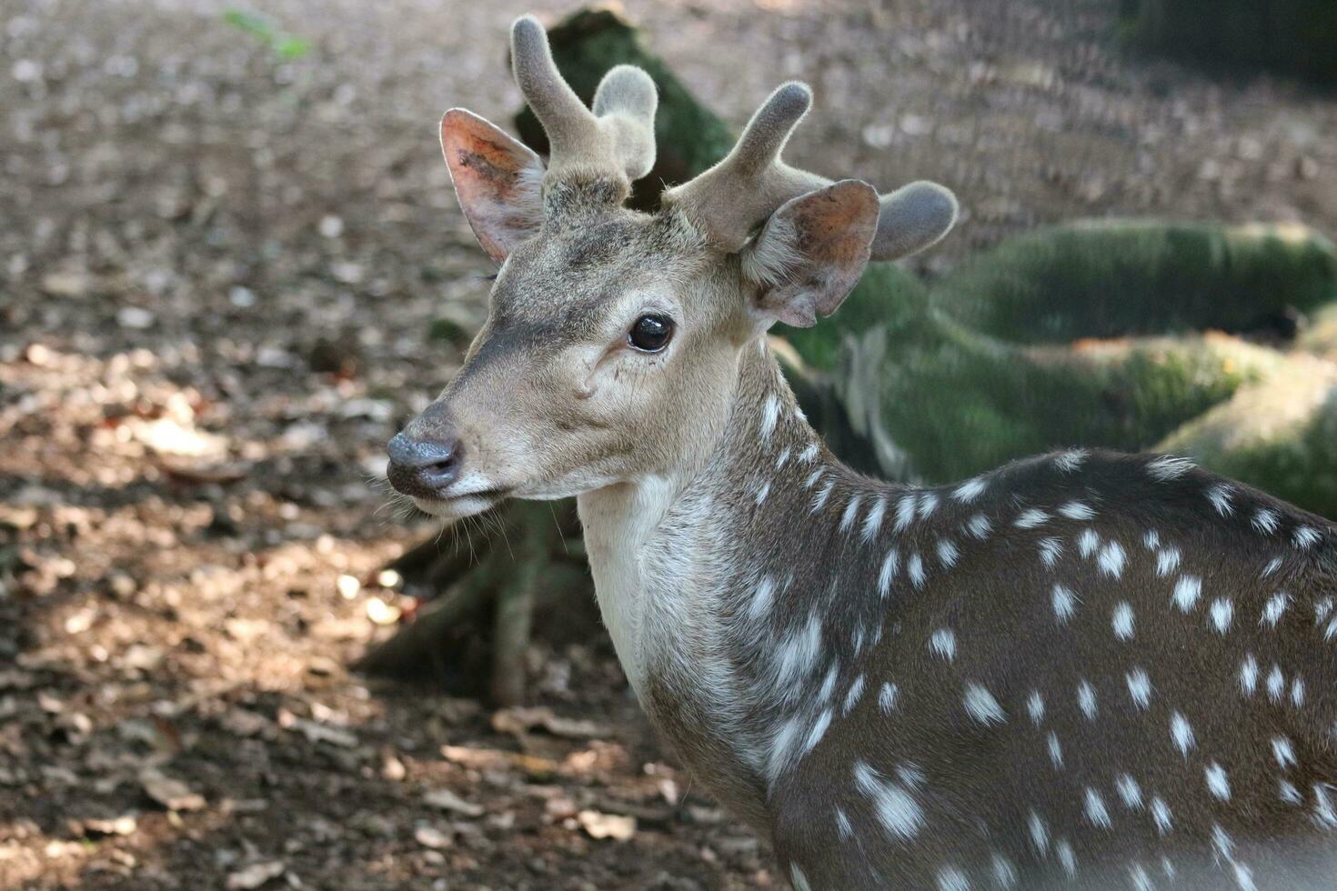 Rusa Totol with the scientific name Axis axis at Zoo in Ragunan. photo